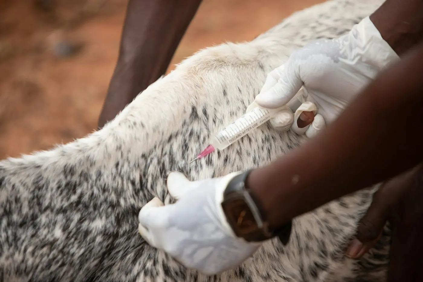 Veterinário aplicando vacina em um bovino durante atendimento sanitário no campo